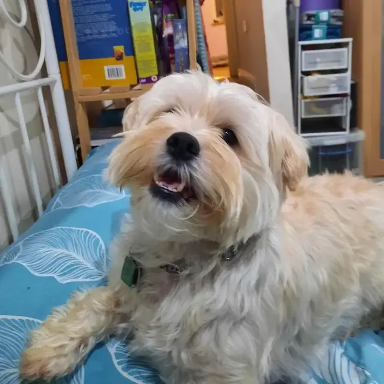 Shih Tzu