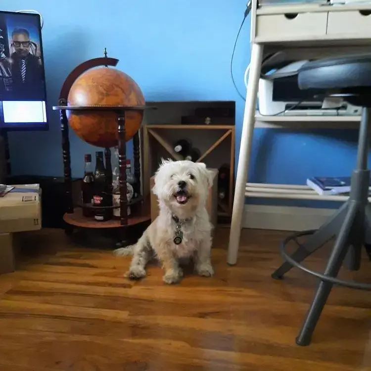 Shih Tzu