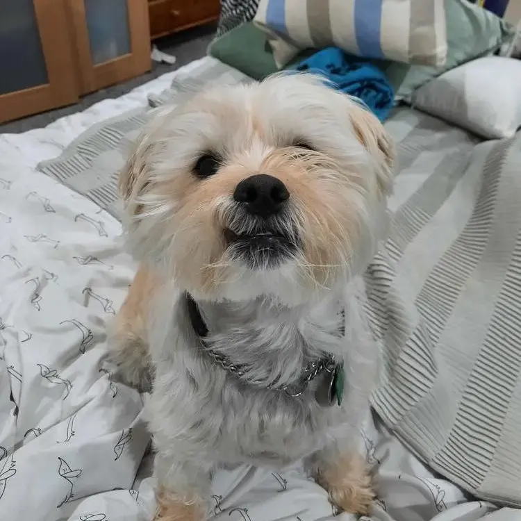 Shih Tzu