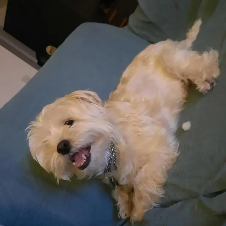 Shih Tzu