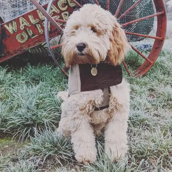 Cockapoo