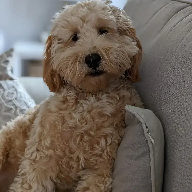Cockapoo