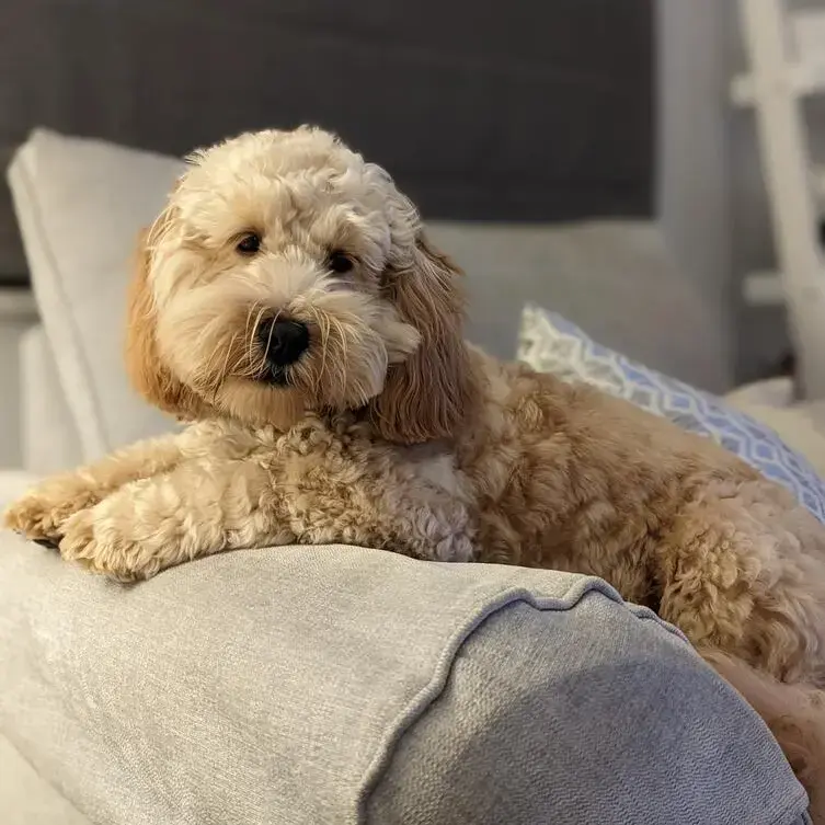 Cockapoo