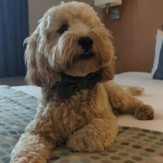 Cockapoo