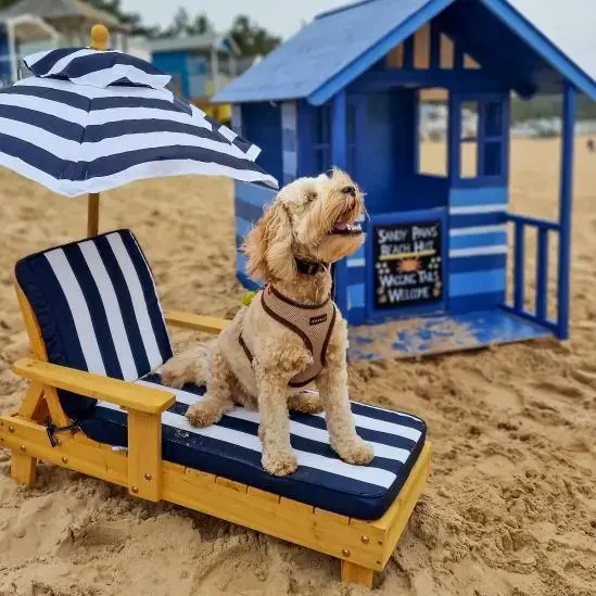Cockapoo
