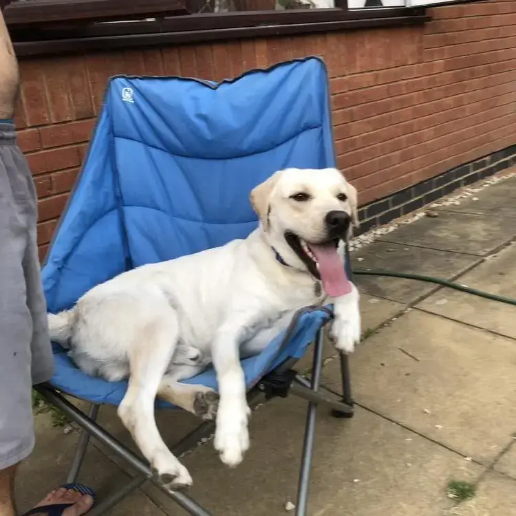 Labrador Retriever