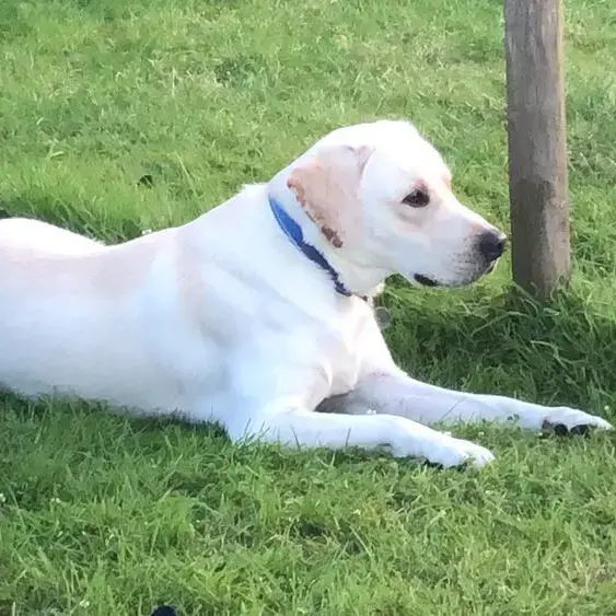 Labrador Retriever