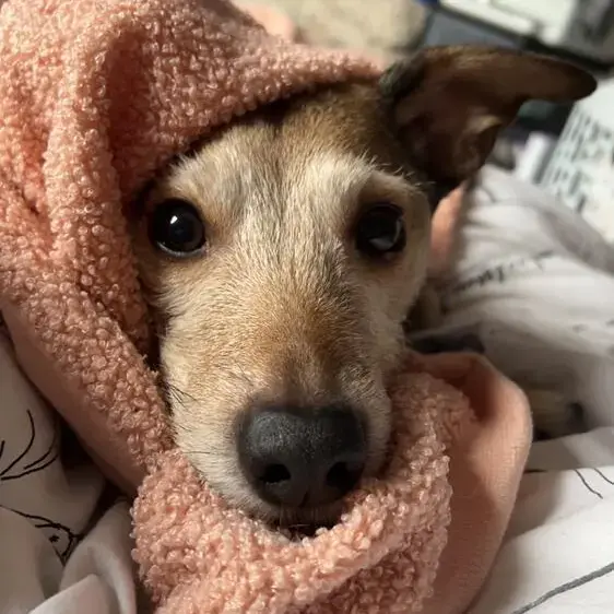 Jack Russell Terrier