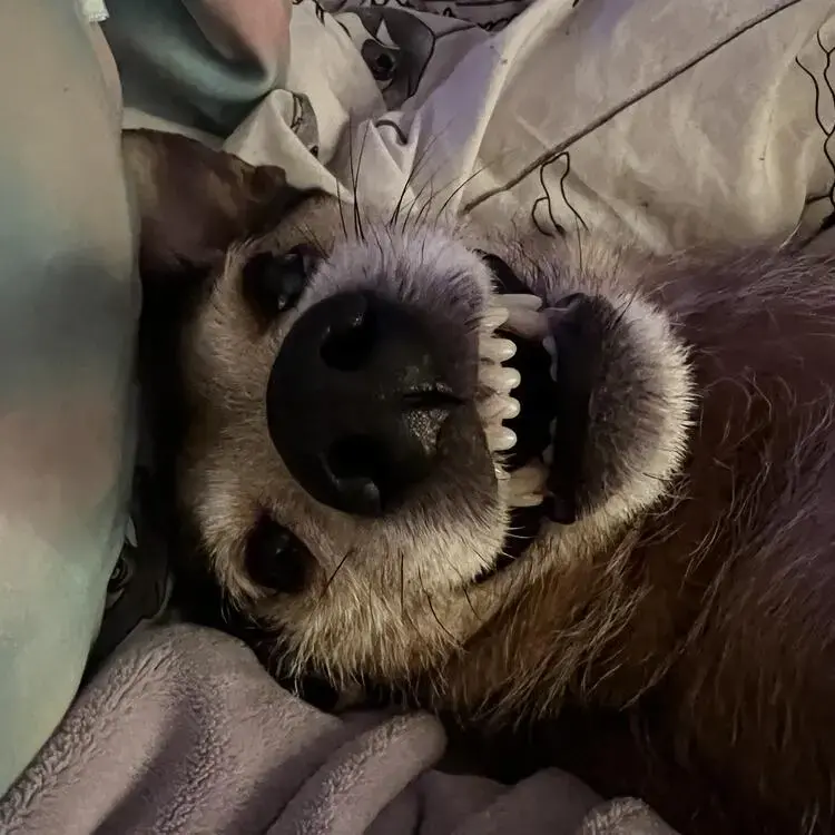 Jack Russell Terrier