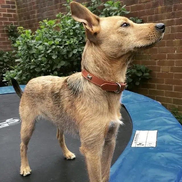 Jack Russell Terrier