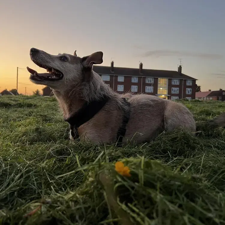 Jack Russell Terrier
