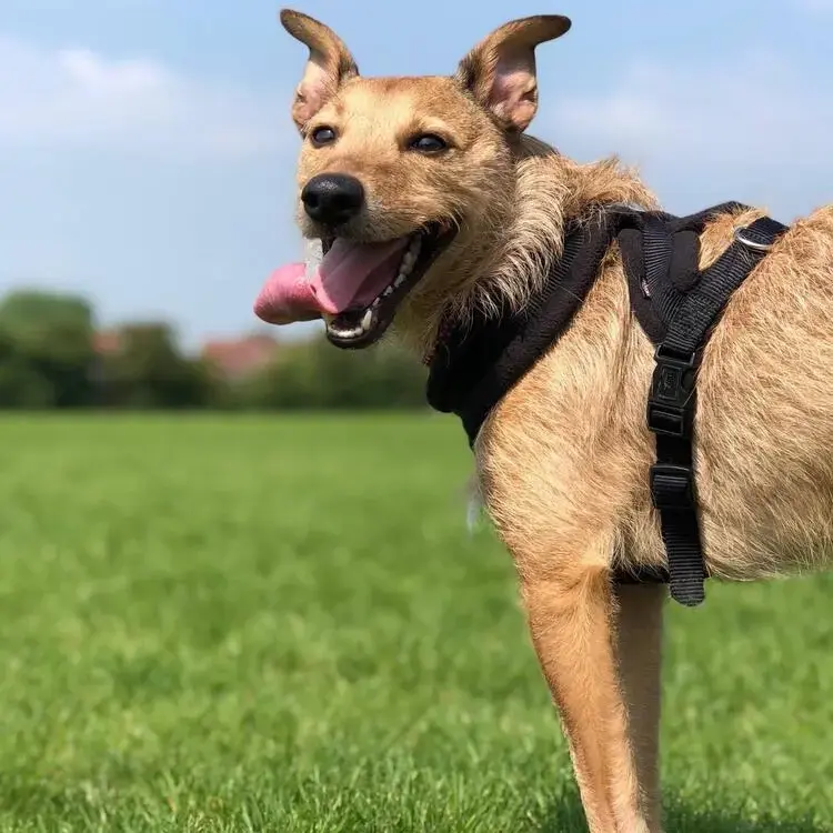 Jack Russell Terrier