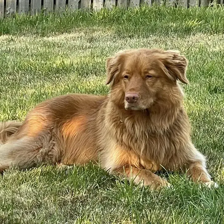 Nova Scotia Duck Tolling Retriever