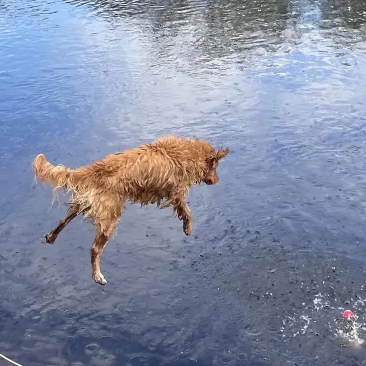 Nova Scotia Duck Tolling Retriever
