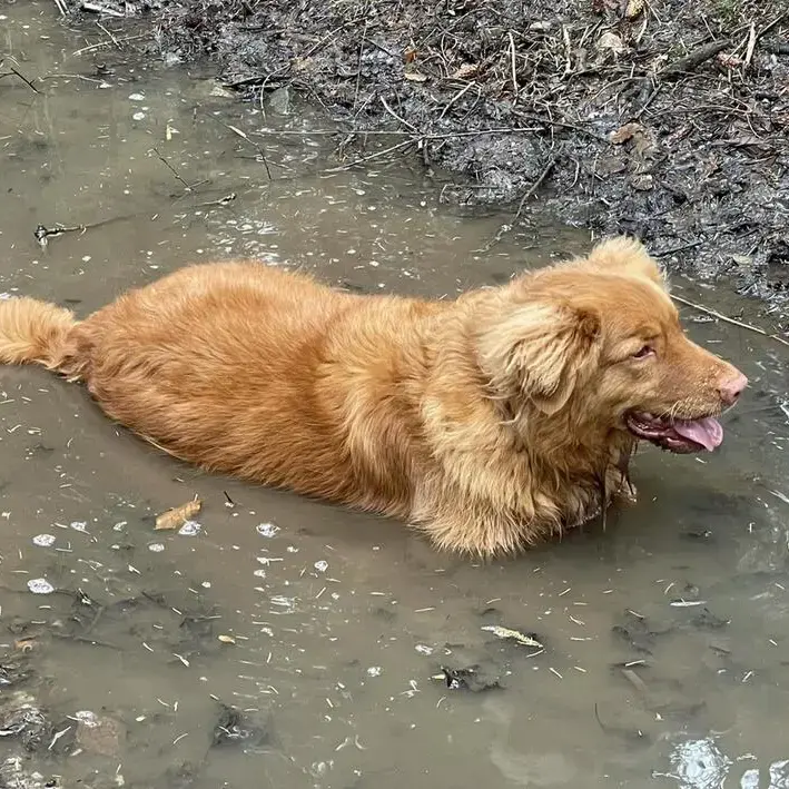 Nova Scotia Duck Tolling Retriever