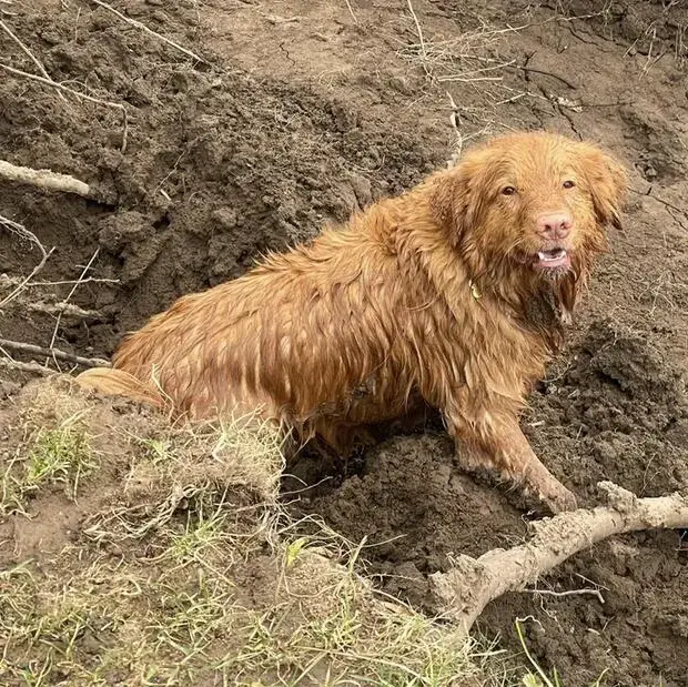 Nova Scotia Duck Tolling Retriever
