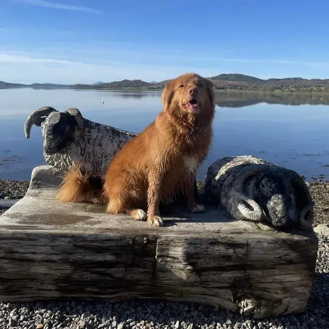 Nova Scotia Duck Tolling Retriever