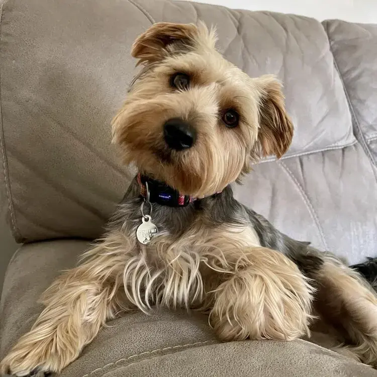 Shorkie