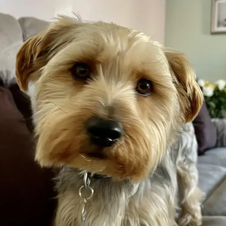 Shorkie