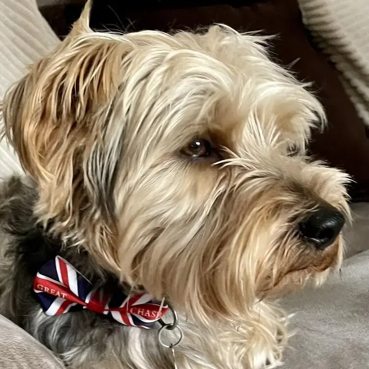 Shorkie