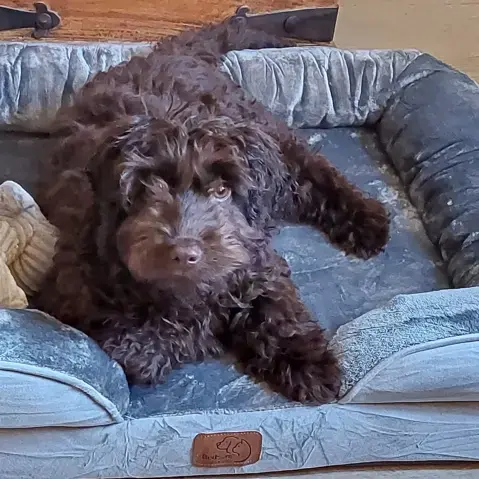 Cockapoo