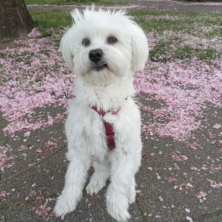Maltese