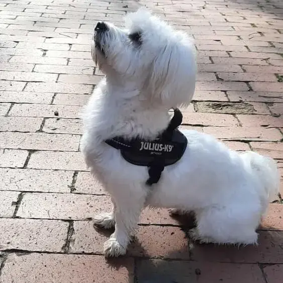 Maltese