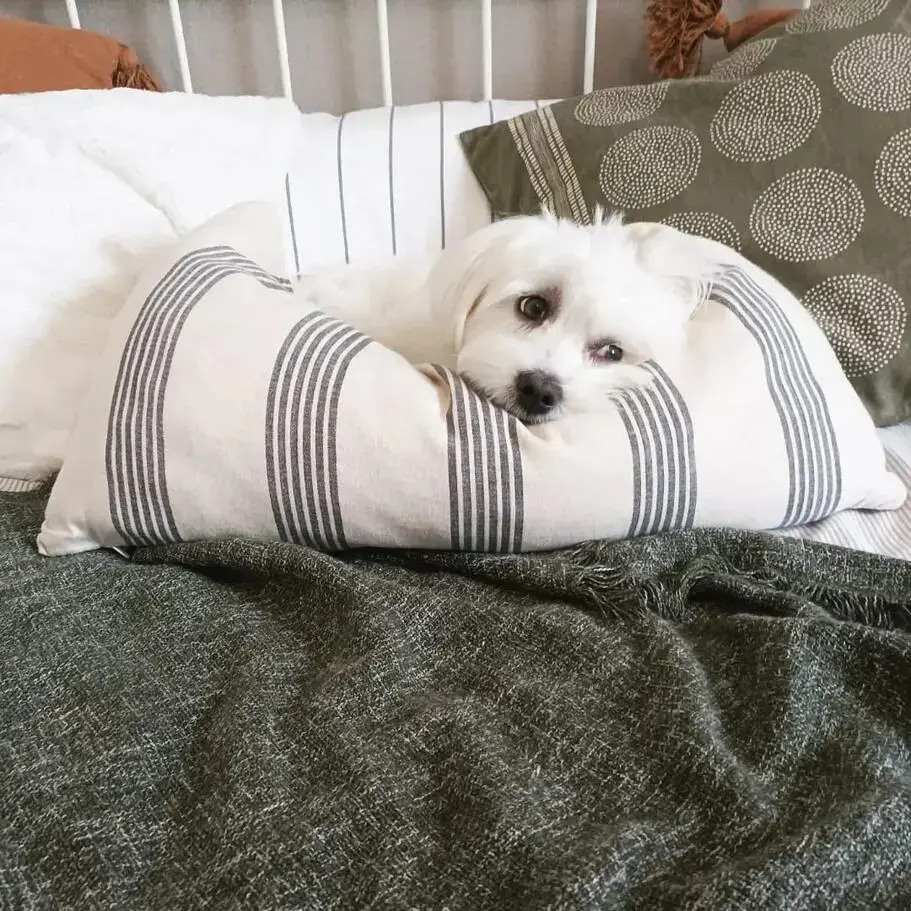 Maltese