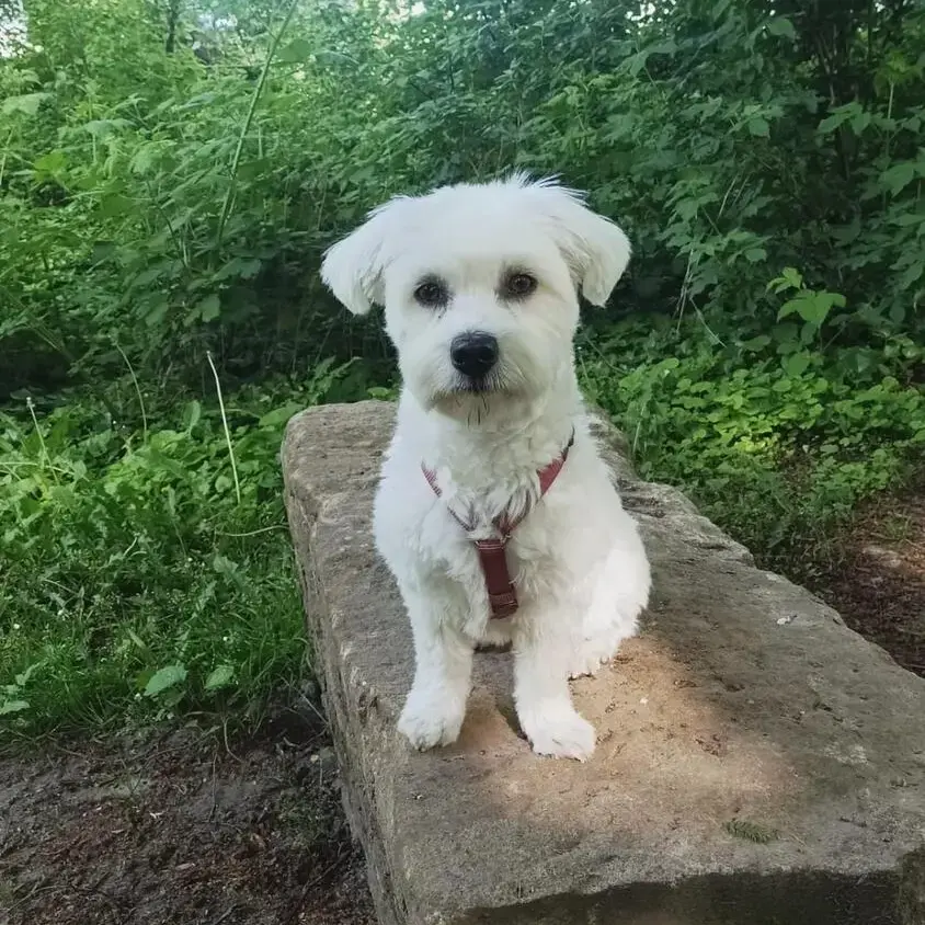 Maltese