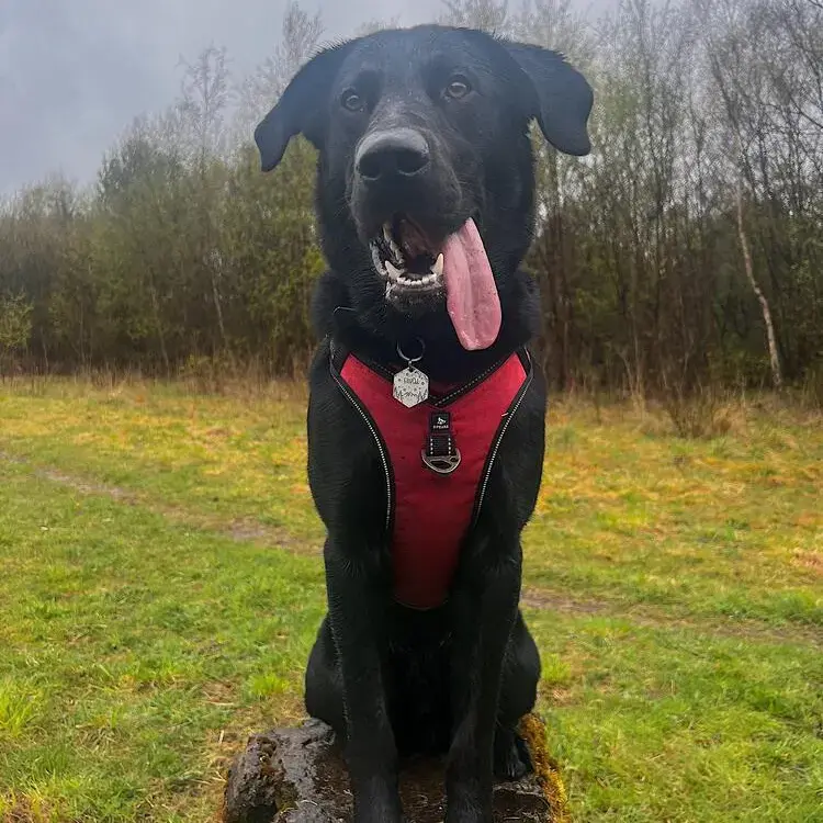 Labrador Retriever