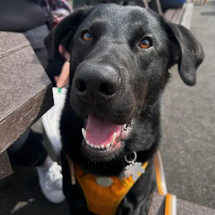 Labrador Retriever