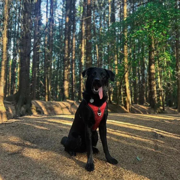 Labrador Retriever