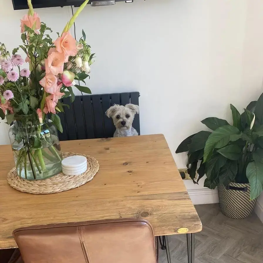 Morkie