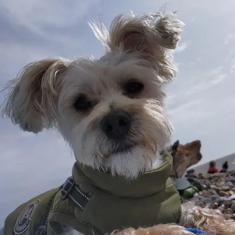 Morkie