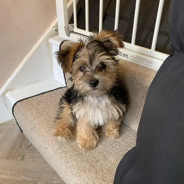 Morkie