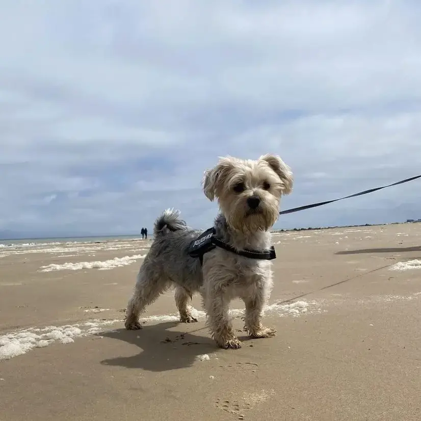 Morkie