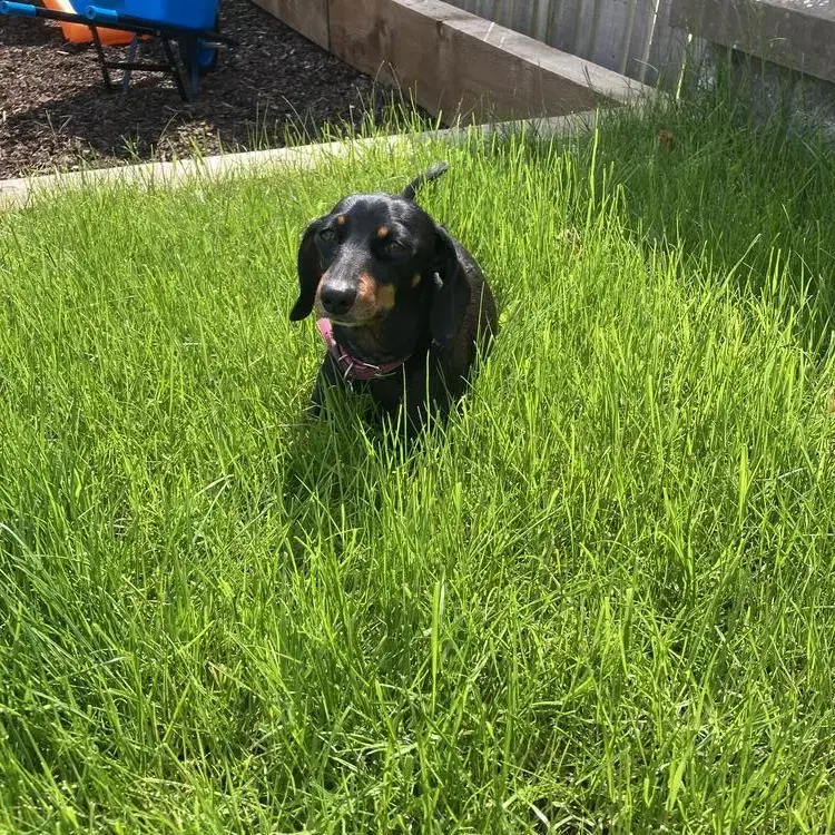 Dachshund (Miniature Smooth-Haired)