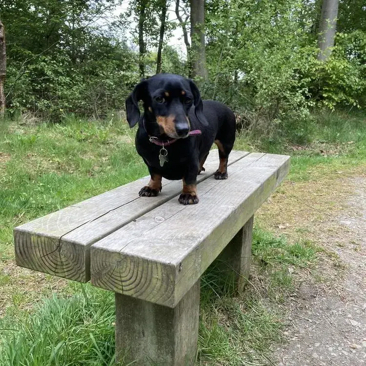 Dachshund (Miniature Smooth-Haired)