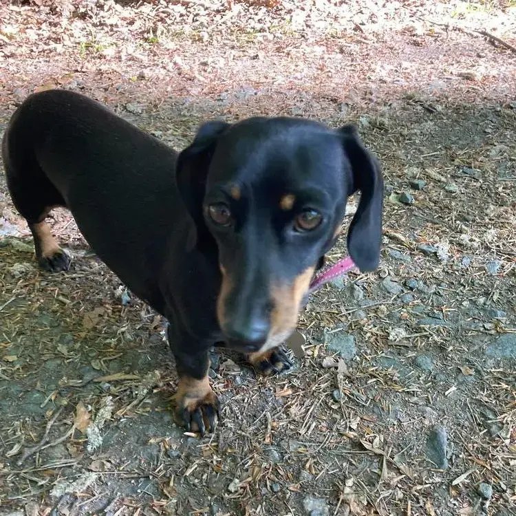Dachshund (Miniature Smooth-Haired)
