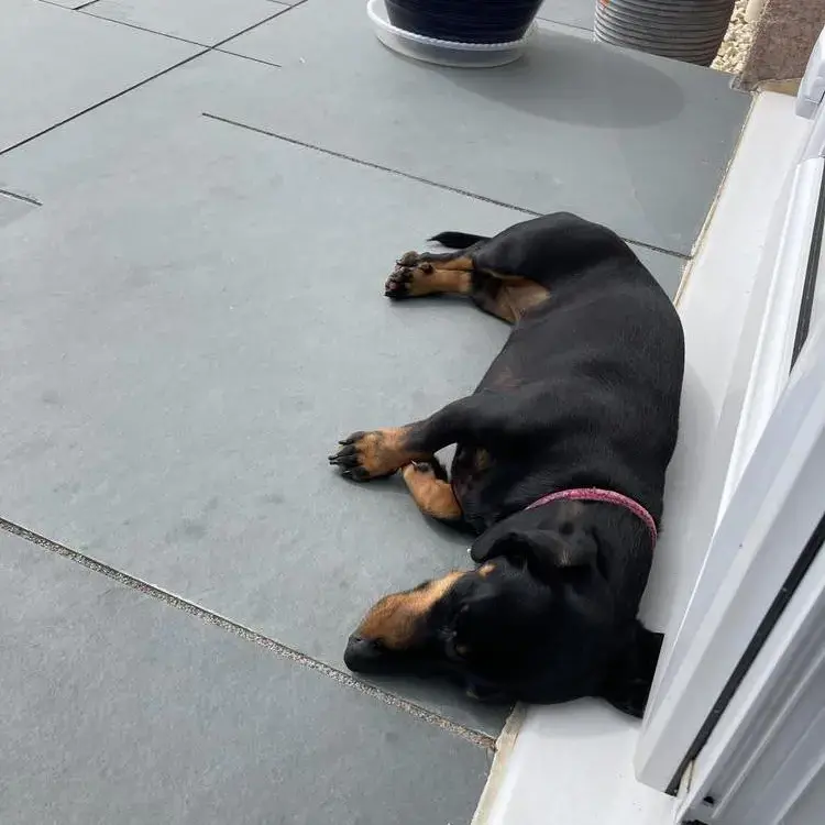 Dachshund (Miniature Smooth-Haired)