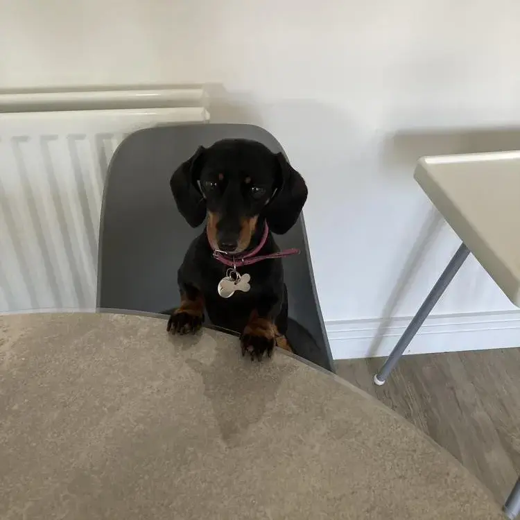 Dachshund (Miniature Smooth-Haired)