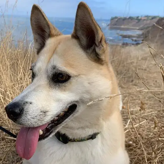 Siberian Husky