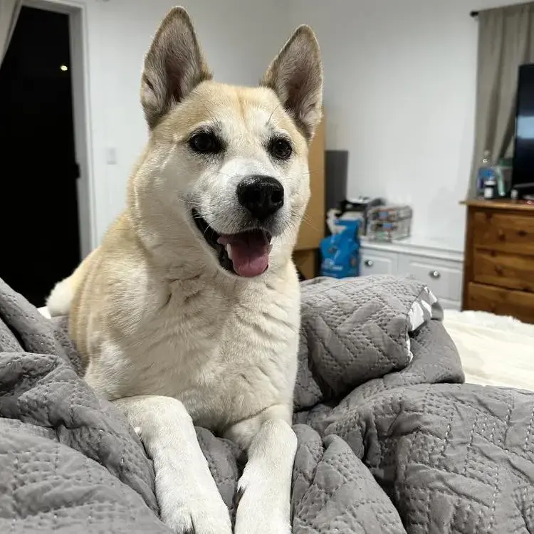 Siberian Husky