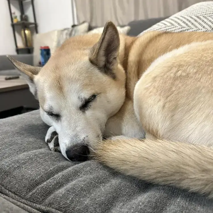 Siberian Husky