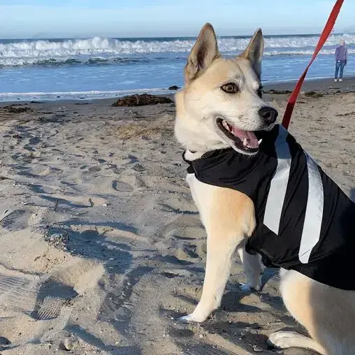 Siberian Husky