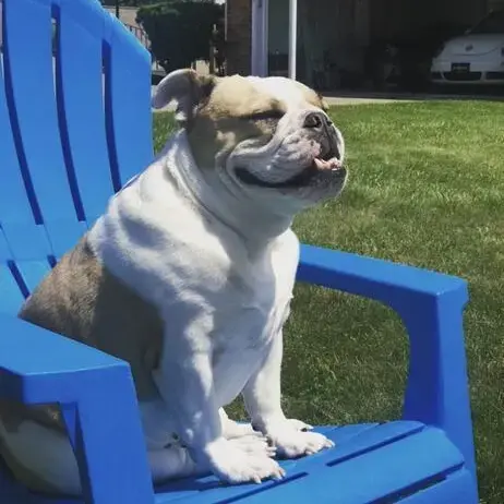 Bulldog