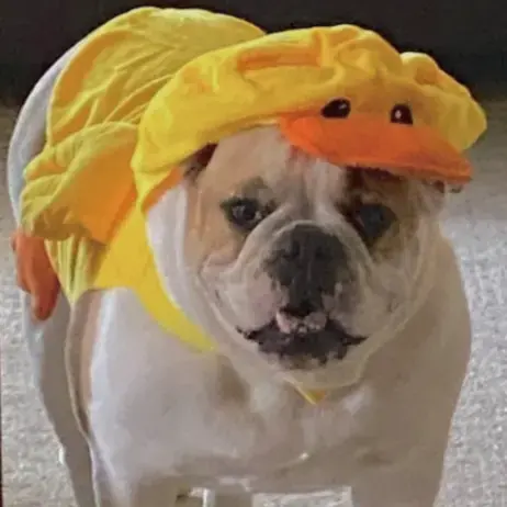 Bulldog