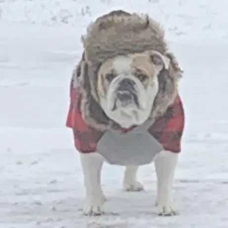 Bulldog