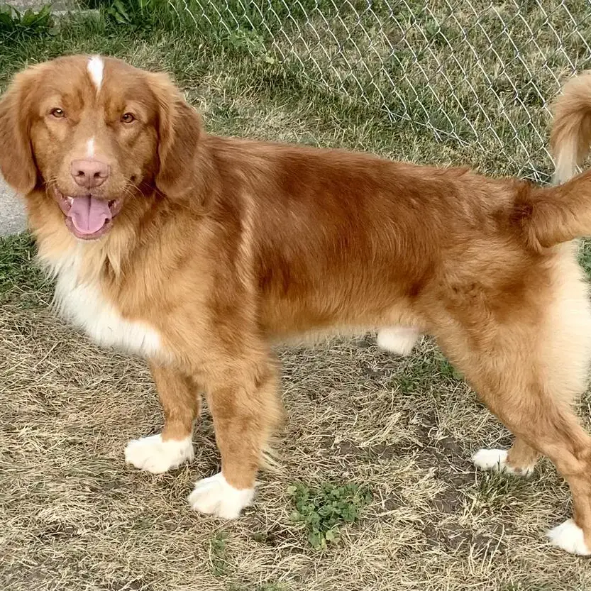 Nova Scotia Duck Tolling Retriever