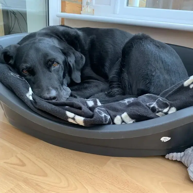 Labrador Retriever